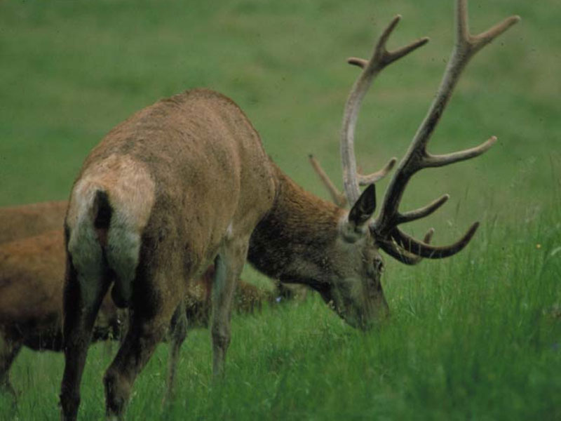 Deer grazing (adult male)