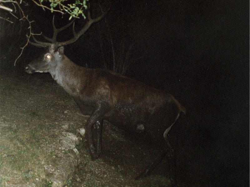 Photo trapping systems used to monitor deer