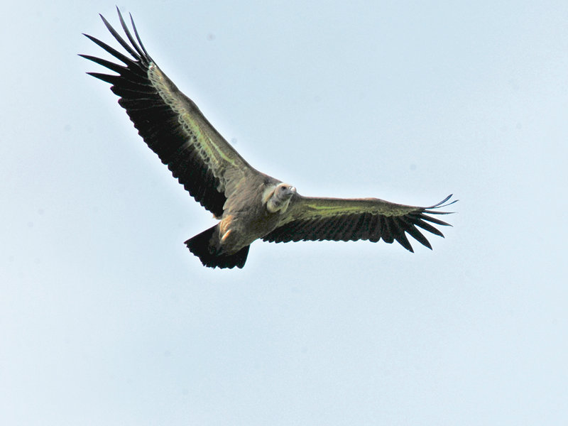 Bearded Vultures flying