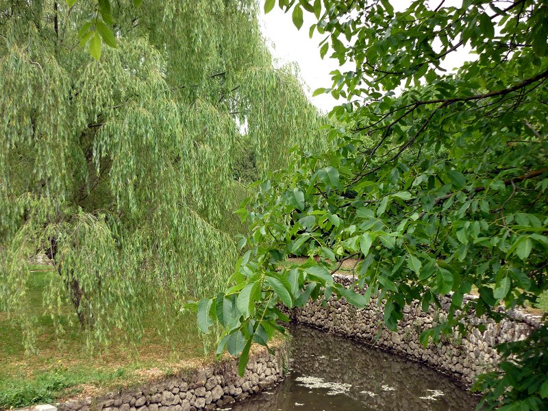 Willow and Walnut Tree along river Aterno in Fontecchio
