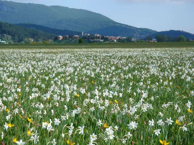 Meadow of narcissi